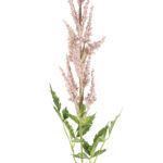 Fink Kunstblume ASTILBE rose online kaufen Missforty.de