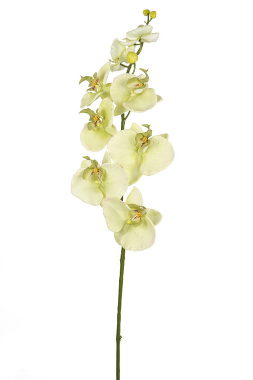 Fink Kunstblume Orchidee creme, grün online kaufen Missforty.de