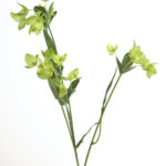 Fink Kunstblume Waxblume grün online kaufen Missforty.de